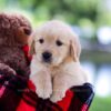 Image of Hazel, a Golden Retriever puppy