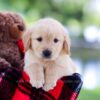 Image of Hazel, a Golden Retriever puppy