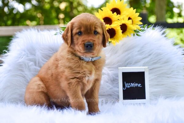 Image of Jasmine, a Golden Retriever puppy