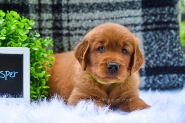 Image of Jasper, a Golden Retriever puppy