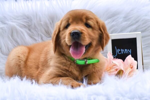 Image of Jenny, a Golden Retriever puppy