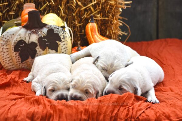 Image of 3rd Pick Male 💙, a Golden Retriever puppy