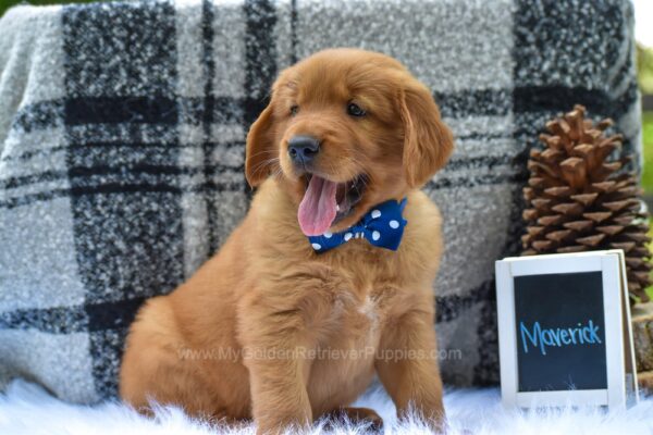 Image of Maverick, a Golden Retriever puppy