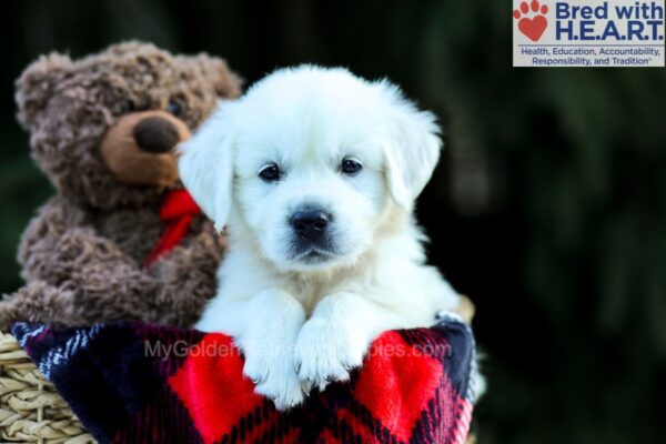 Image of Max, a Golden Retriever puppy