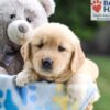Image of Nash, a Golden Retriever puppy