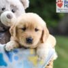 Image of Nash, a Golden Retriever puppy