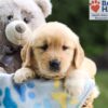 Image of Nash, a Golden Retriever puppy