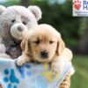 Image of Nash, a Golden Retriever puppy