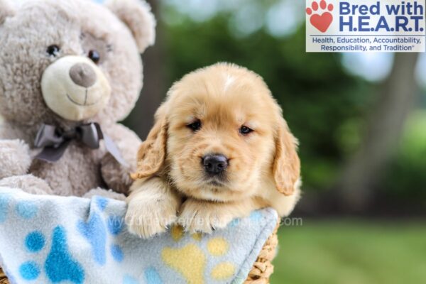 Image of Nellie, a Golden Retriever puppy
