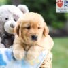 Image of Nolan, a Golden Retriever puppy