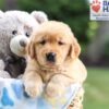 Image of Nolan, a Golden Retriever puppy