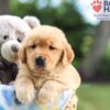 Image of Nolan, a Golden Retriever puppy