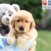 Image of Nolan, a Golden Retriever puppy