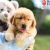 Image of Nolan, a Golden Retriever puppy