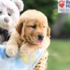 Image of Nolan, a Golden Retriever puppy