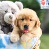 Image of Nolan, a Golden Retriever puppy