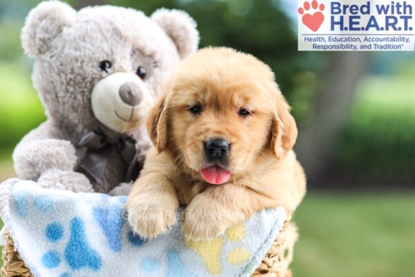 Image of Nolan, a Golden Retriever puppy