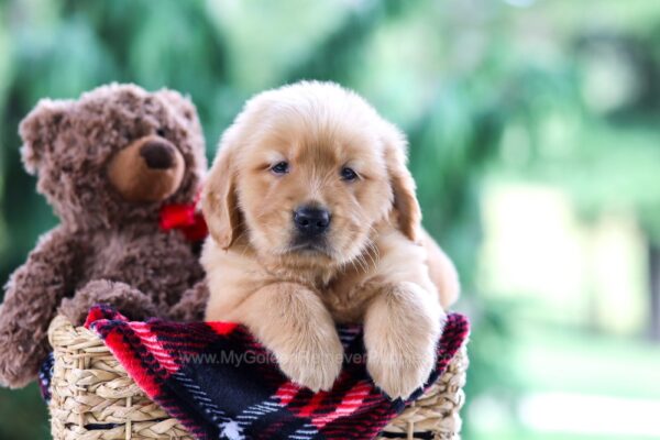 Image of Odell, a Golden Retriever puppy
