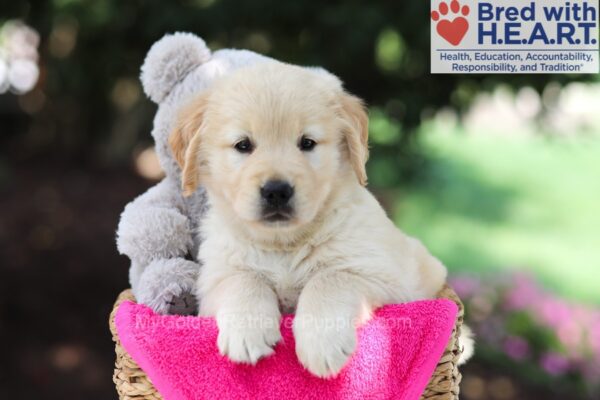 Image of Paula (trained), a Golden Retriever puppy