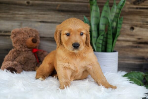 Image of Pluto, a Golden Retriever puppy