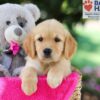 Image of Sasha, a Golden Retriever puppy