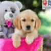 Image of Sasha, a Golden Retriever puppy