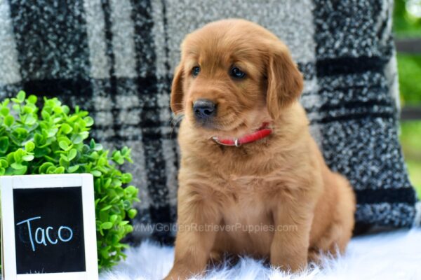 Image of Taco, a Golden Retriever puppy