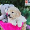 Image of Tascha, a Golden Retriever puppy