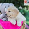 Image of Tascha, a Golden Retriever puppy
