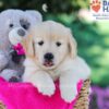 Image of Tascha, a Golden Retriever puppy