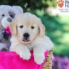 Image of Tascha, a Golden Retriever puppy