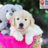 Image of Tascha, a Golden Retriever puppy