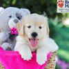 Image of Tascha, a Golden Retriever puppy