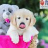 Image of Tascha, a Golden Retriever puppy