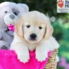 Image of Tascha, a Golden Retriever puppy