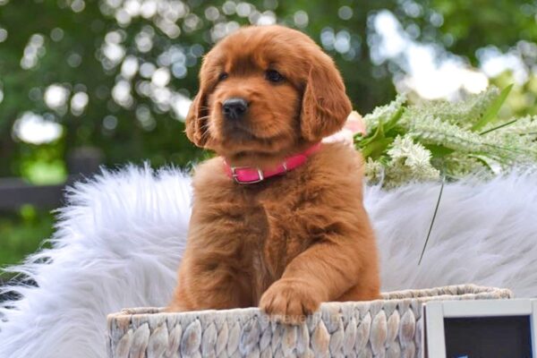 Image of Tinkerbell, a Golden Retriever puppy