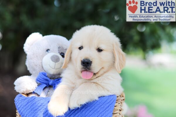 Image of Tucker, a Golden Retriever puppy