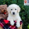 Image of Wanessa, a Golden Retriever puppy