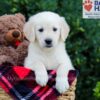 Image of Wanessa, a Golden Retriever puppy