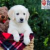 Image of Wanessa, a Golden Retriever puppy