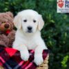 Image of Wanessa, a Golden Retriever puppy