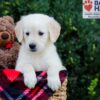 Image of Wanessa, a Golden Retriever puppy