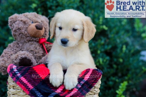 Image of Waverly, a Golden Retriever puppy