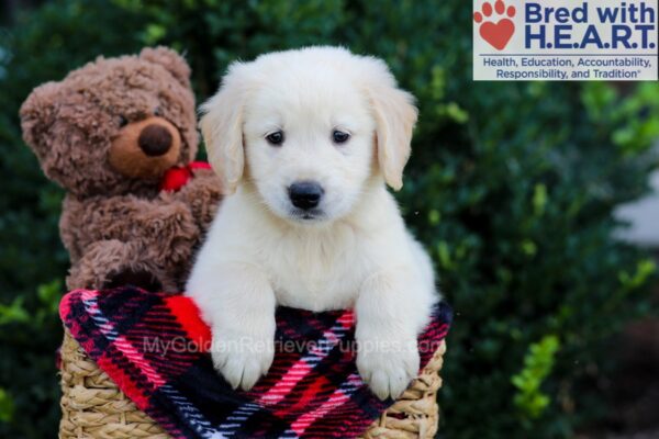 Image of Wes, a Golden Retriever puppy