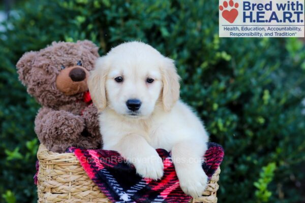 Image of Whitney, a Golden Retriever puppy