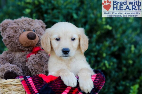 Image of Willow, a Golden Retriever puppy