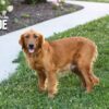 Image of Dark Red Golden 🎄 Dec 2, a Golden Retriever puppy