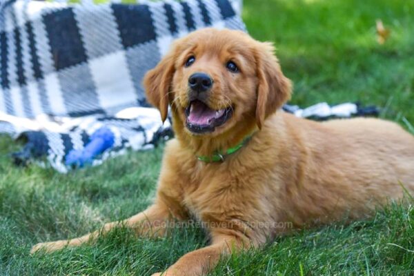 Image of Lexi, a Golden Retriever puppy