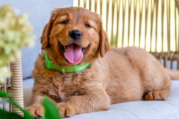 Image of Autumn, a Golden Retriever puppy