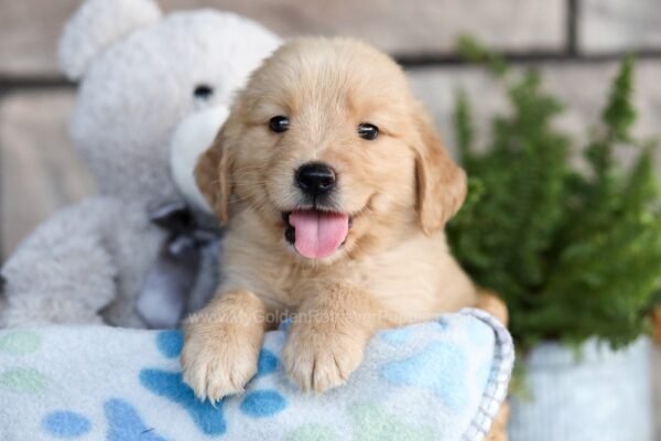 Image of Carter, a Golden Retriever puppy